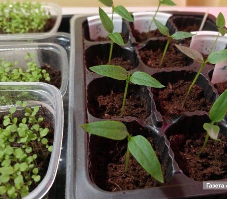 Выращиваем рассаду перцев и баклажанов