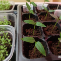 Выращиваем рассаду перцев и баклажанов