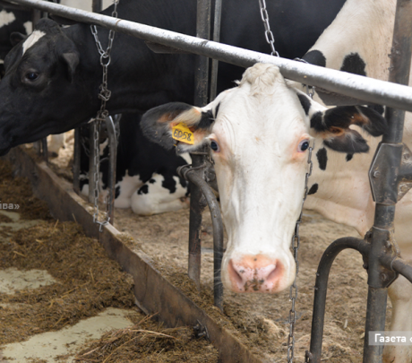 В Свердловской области полностью сняты ограничения на вывоз сырого молока за пределы региона