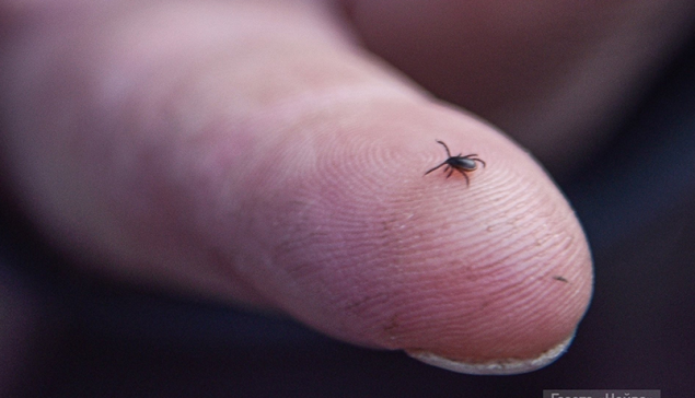 Клещи начали сезон: в Новоуральске зарегистрирован первый укушенный