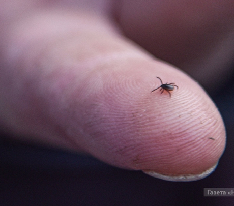 Клещи начали сезон: в Новоуральске зарегистрирован первый укушенный
