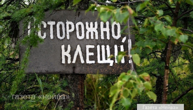 46 новоуральцев пострадали от укусов клещей с начала сезона