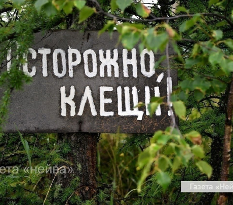 46 новоуральцев пострадали от укусов клещей с начала сезона