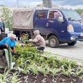 Почти 80 тысяч цветов тридцати различных видов украшают городские улицы и аллеи