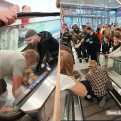 В ТЦ «Кедр» сотрудники МЧС спасали собачку, застрявшую на эскалаторе