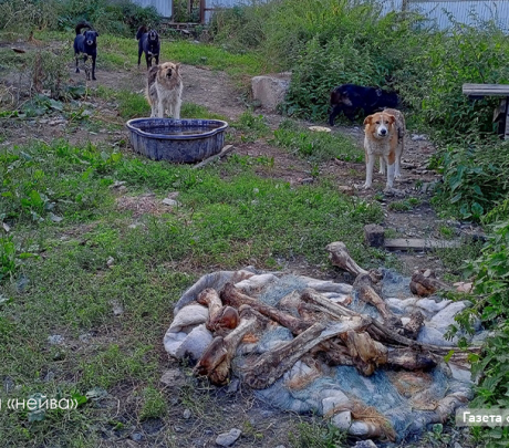 Мясо с опарышами? Волонтеры и журналисты разбирались, что происходит с приютом для животных «Оглянись»