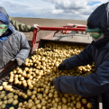 Свыше 80% зерновых культур убрано с полей аграриями Свердловской области